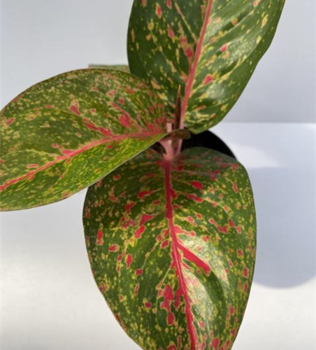 Aglaonema Star Dust