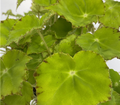 Blattbegonie mit grünem Blatt