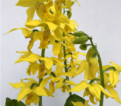 Calanthe sieboldii