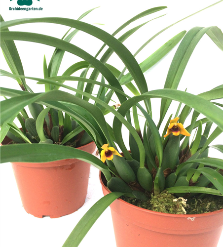 Maxillaria variabilis