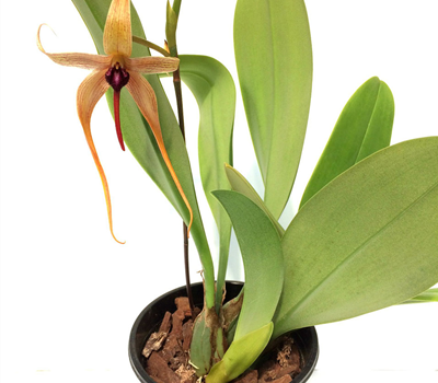 Bulbophyllum carunculatum