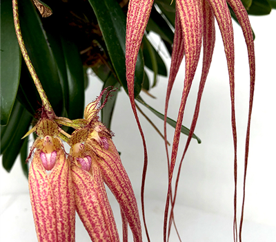 Bulbophyllum Elizabeth Ann Buckleberry