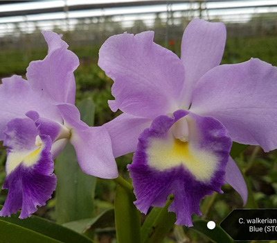 Cattleya Fitz Eugene Dixon 'TS'