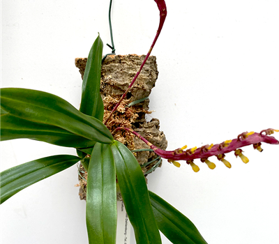 Bulbophyllum falcatum