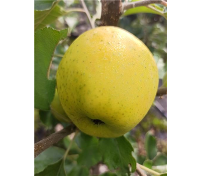 Apfel 'Ananasrenette'