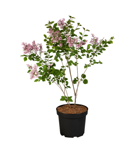 Syringa meyeri 'Dark Purple' -S- -Set-