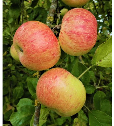 Apfel 'Dülmener Rosenapfel'