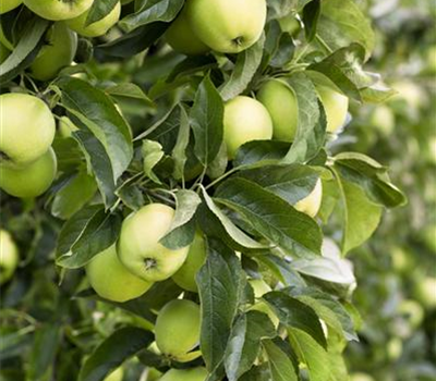 Apfel 'Golden Delicious'