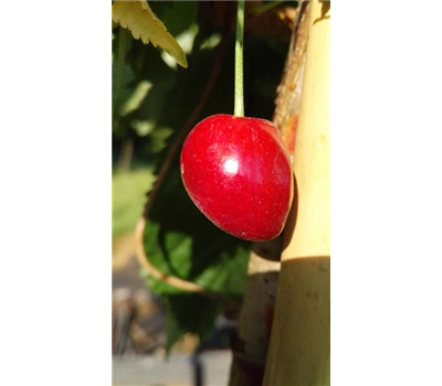 Süßkirsche 'Kassins Frühe'