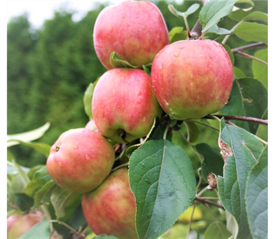 Apfel 'Gravensteiner'