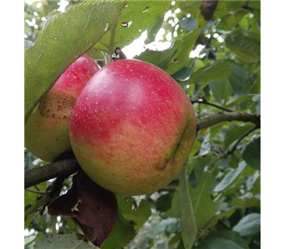 Apfel 'Juwel von Kirchwerder'