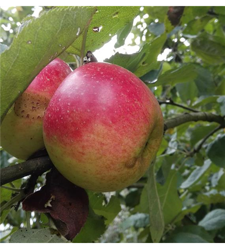 Apfel 'Juwel von Kirchwerder'