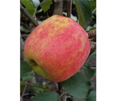 Apfel 'Karneval'®