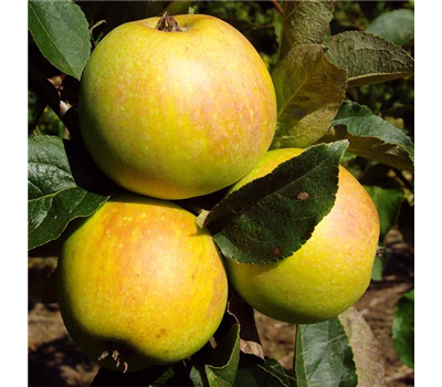 Apfel 'Osnabrücker Renette'