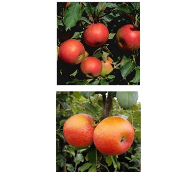 Apfel DUO 'Idared/Alkmene'