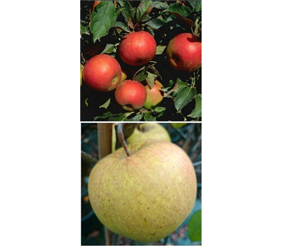 Apfel DUO 'Idared/Gehrers Rambur'