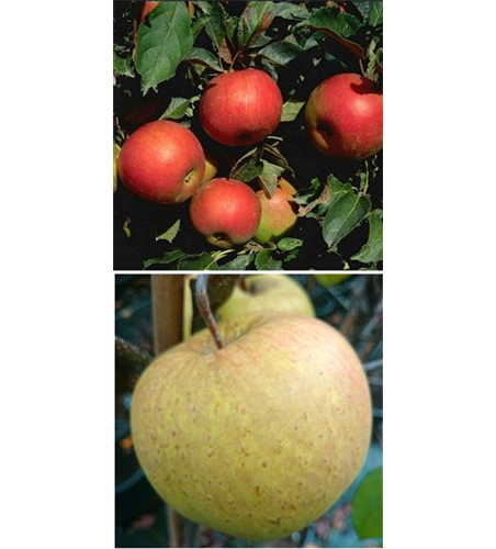 Apfel DUO 'Idared/Gehrers Rambur'