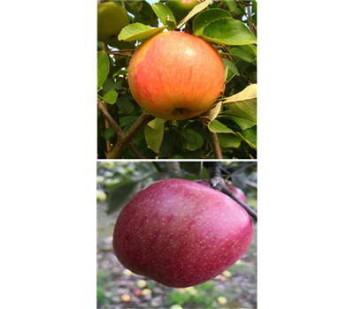 Apfel DUO 'James Grieve/Braeburn'