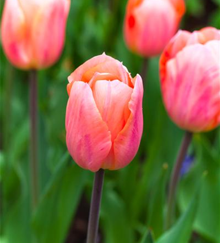 Tulpe 'Apricot Beauty'