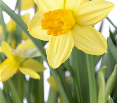 Alpenveilchenartige Narzisse 'Jetfire' - 10 Blumenzwiebeln