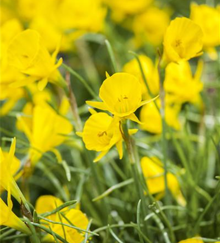 Narzisse 'Golden Bells' 