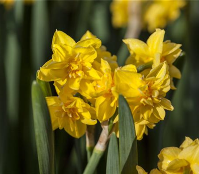 Alpenveilchenartige Narzisse 'Tête-à-Tête Boucle' - 5 Blumenzwiebeln