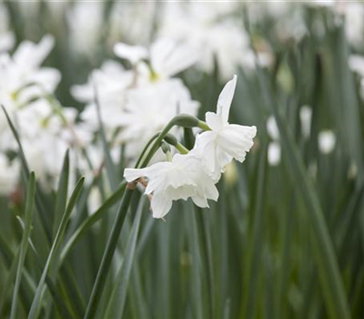 Edelnarzisse 'Thalia' - 10 Blumenzwiebeln