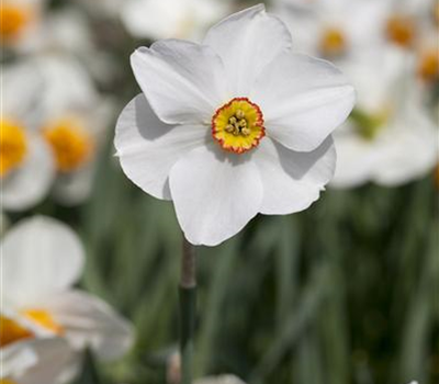 Garten-Dichter-Narzisse 'Actaea' - 5 Blumenzwiebeln