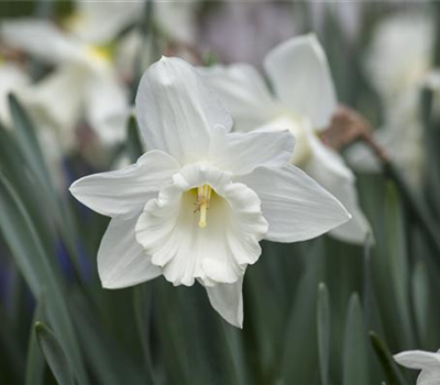 Edelnarzisse 'Mount Hood' - 5 Blumenzwiebeln