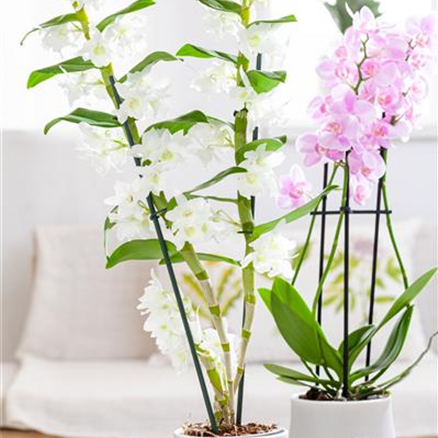 GS658442_Dendrobium_.jpg