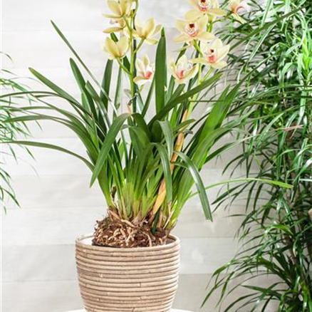 GS648735_Cymbidium, gelb_.jpg