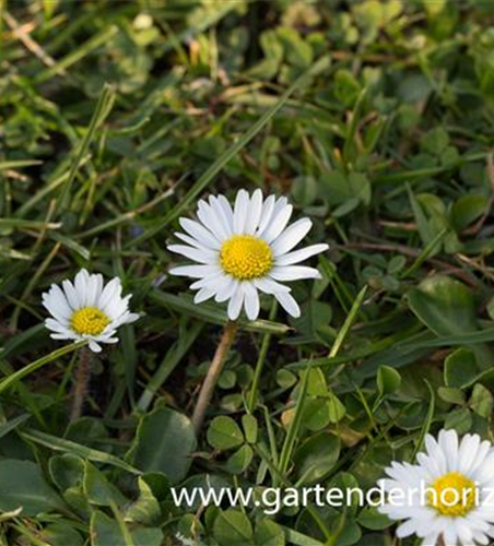 Bellis perennis