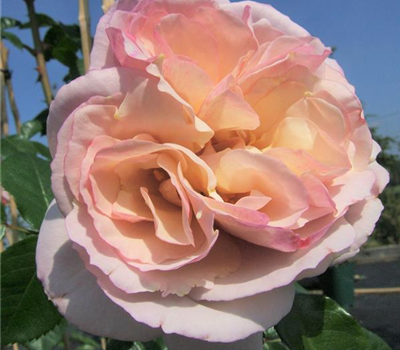 Strauchrose 'Herkules'®