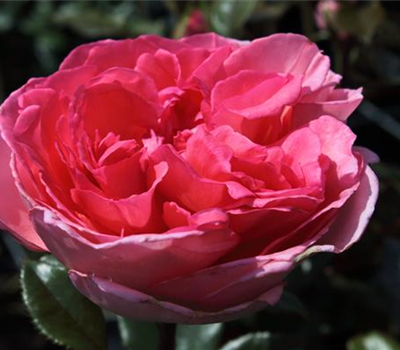 Edelrose 'Fragonard'®