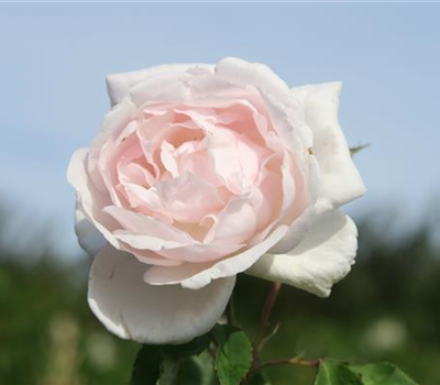 Kletterrose 'Madame Alfred Carrière'