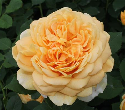 Strauchrose 'Golden Celebration'®