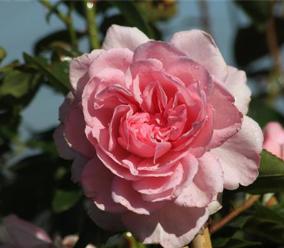 Strauchrose 'Alexandra - Princesse de Luxembourg'®