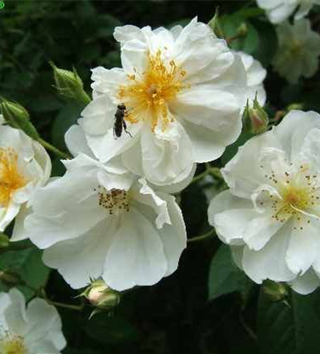 Kletterrose 'Bobby James'