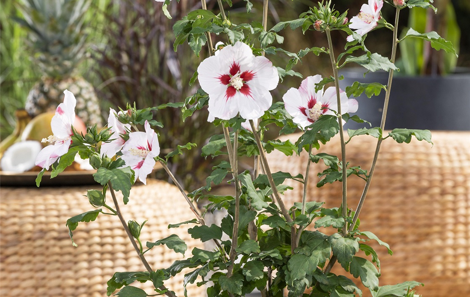 GS584800_Hibiscus syriacus_2.jpg