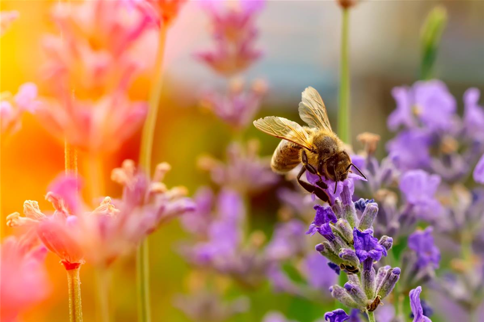 Bienen Bild.jpg