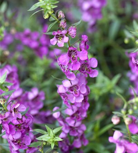 Angelonia angustifola, pink