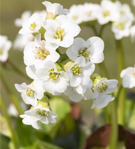 Bergenia cordifolia 'Schneekristall'