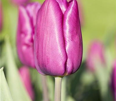 10 Blumenzwiebel - Tulpe 'Purple Prince'