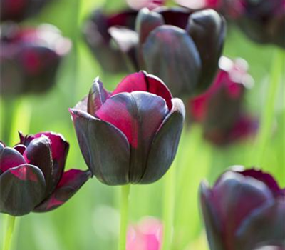 10 Blumenzwiebel - Tulpe 'Queen of Night'