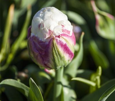 3 Blumenzwiebel - Tulpe 'Ice Cream'