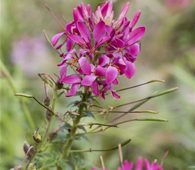 Cleome spinosa, pink