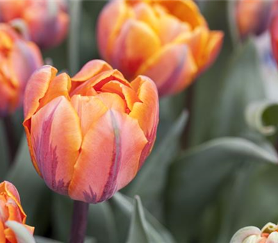 7 Blumenzwiebel - gefüllte Tulpe 'Orange Princess'