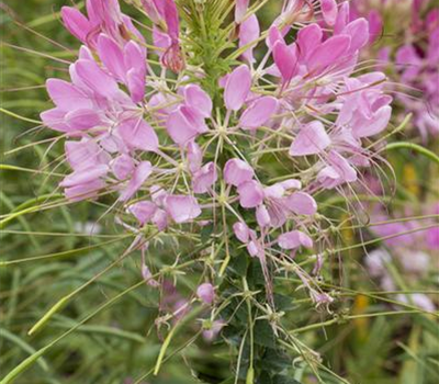 Cleome spinosa, rosa