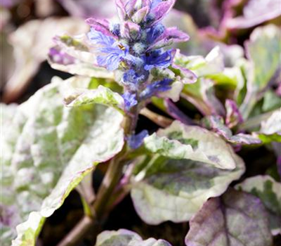 Ajuga 'Burgundy Glow'