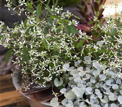 Dichondra 'Silver Falls'